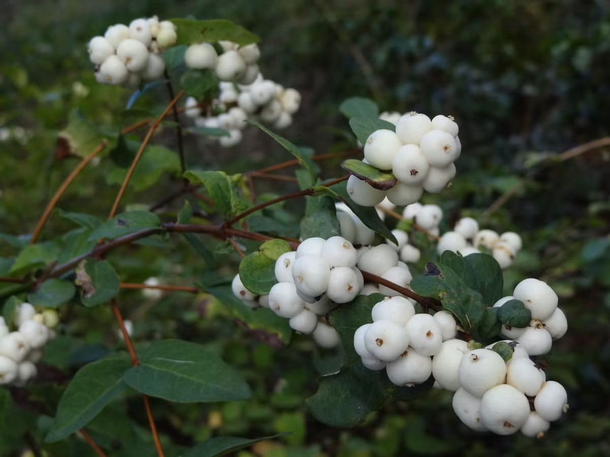 Quả bạch việt quất Snowberry thường được tìm thấy ở những khu rừng lạnh lẽo và ẩm ướt với khí hậu ôn đới của đảo Tasmania (Úc).