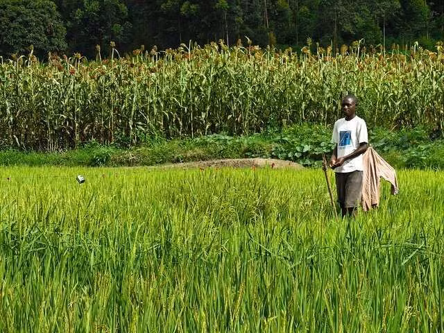 12. Rwanda: 90% dân số Rwanda vẫn làm việc trong nông nghiệp tự cung tự cấp hoặc chế biến nông sản, khoáng sản. Mặc dù đất nước này đã có những bước phát triển đáng kể nhưng 45% dân số vẫn sống dưới mức nghèo khổ.