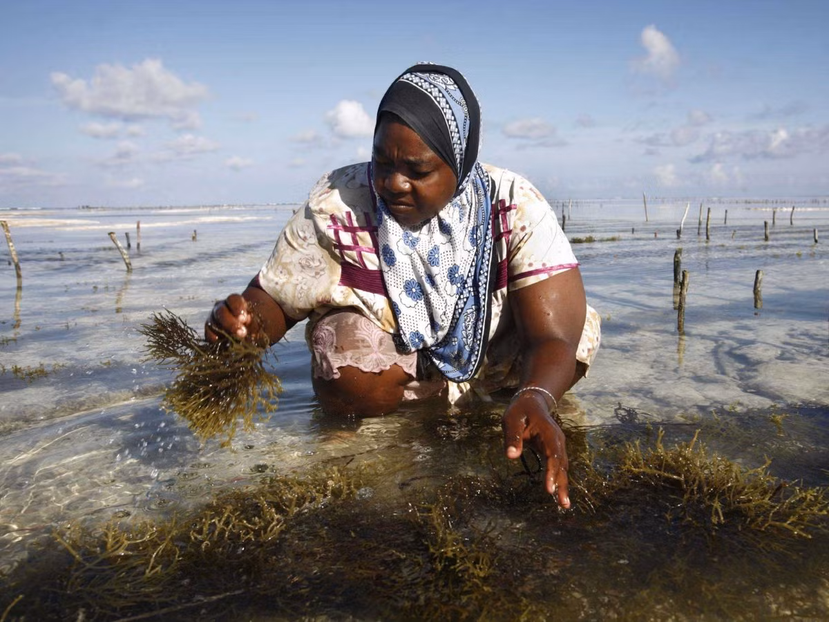 11. Tanzania: Tanzania gần đây có tốc độ tăng trưởng cao nhờ ngành sản xuất vàng và du lịch. Nền kinh tế này cũng đang chú trọng hơn đến phát triển viễn thông, ngân hàng, năng lượng và khai thác mỏ, bên cạnh phát triển nông nghiệp. Dù mức thu nhập bình quân đầu người đã được cải thiện đôi chút nhưng Tanzania vẫn là một trong những nước nghèo nhất trên thế giới.