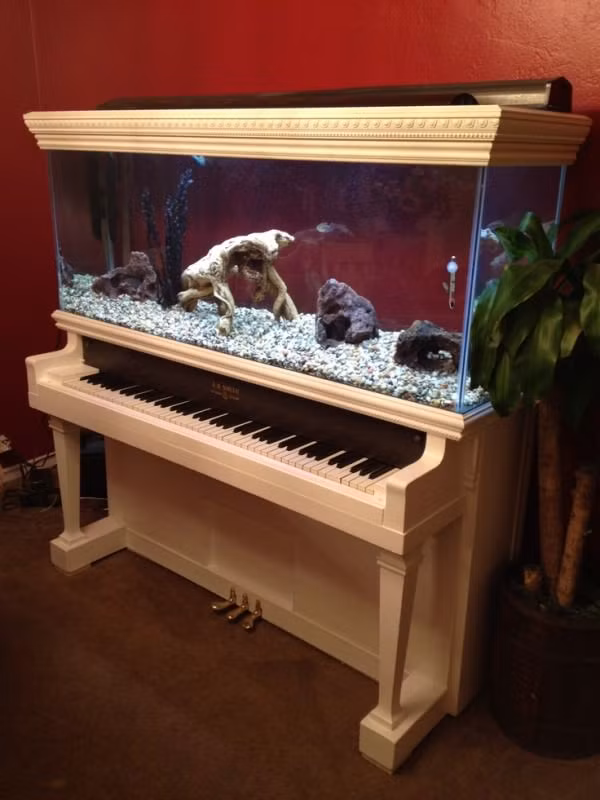 Bể cá nằm trên chiếc đàn piano.