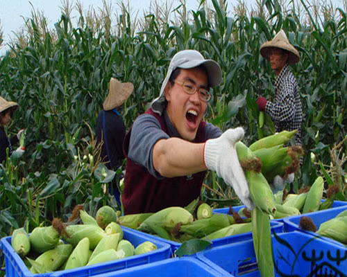 Thế nhưng, ngô đen có tốc độ tăng trưởng nhanh hơn loại ngô vàng và trắng nên cho thu hoạch sớm hơn.