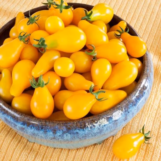 Đây còn được coi là một trong những loại cà chua cảnh đẹp nhất để trồng trong vườn với hình dáng quả khá bắt mắt và vị ngọt hơn các loại cà chua thông thường.