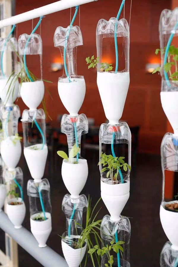 Biến những chai nhựa thành chậu trồng cây trong nhà.