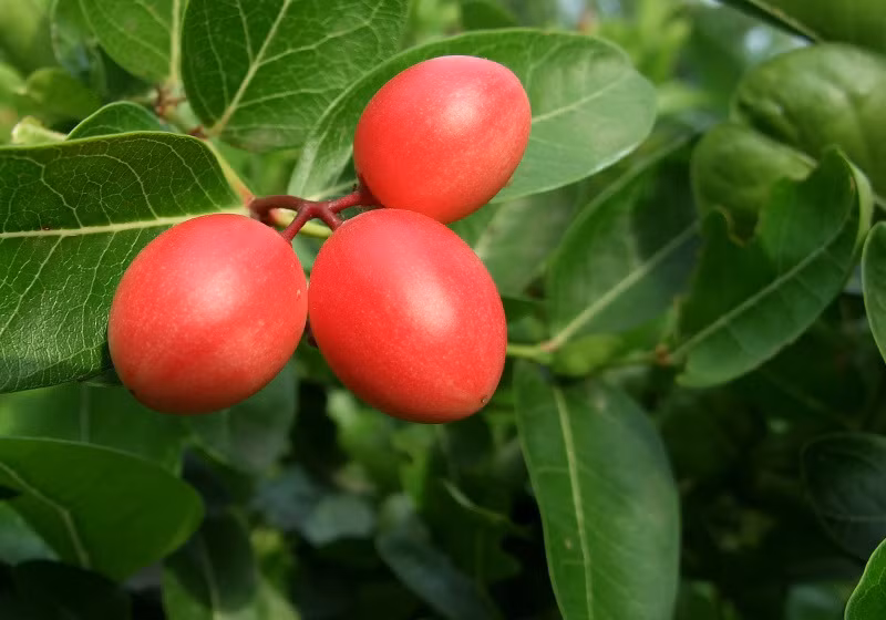 Trái mận Natal căng mọng có thể thu hoạch.