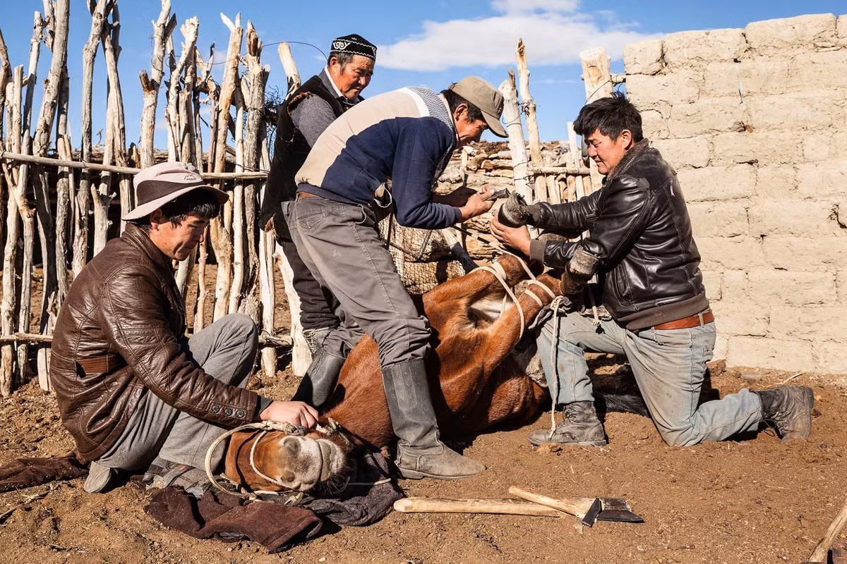 Cưỡi ngựa là một kỹ năng không thể thiếu của mọi thợ săn thuần dưỡng đại bàng.