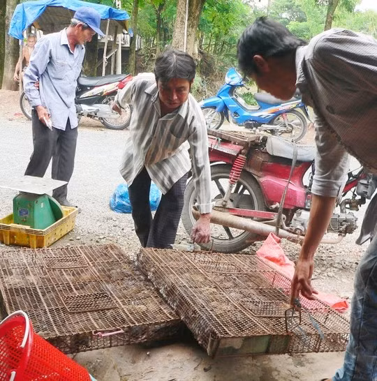 Hiem hoa an nham chuot cong tuong chuot dong xin