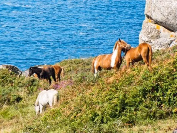 Đam mê cưỡi ngựa, tỷ phú Ortega sở hữu một trường đua ở Finisterre, Galicia, Tây Ban Nha.