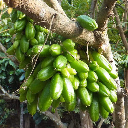 Lá khế tàu còn được dùng làm trà và điều chế thành thuốc dán.