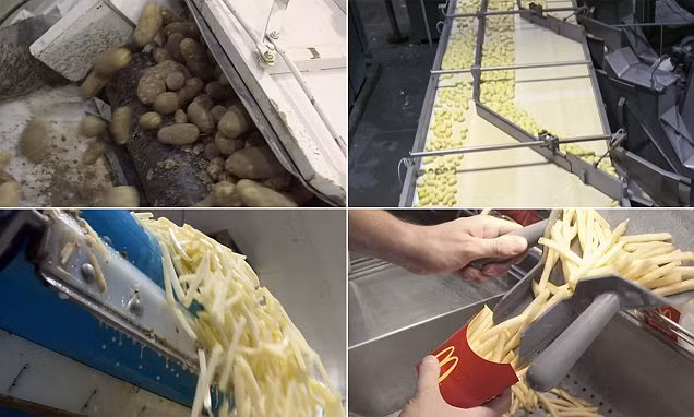 Sau đây là quy trình chế biến khoai tây chiên McDonald's từ khâu thu hoạch khoai đến cắt tỉa, đóng gói tại nhà máy.