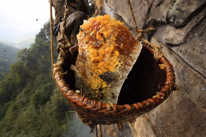 Theo người dân Nepal, các loài ong nói chung thường rất ghét bị hun khói nên trước khi lấy tổ, họ gom cây rừng để đốt lửa, quạt khói xông cho ong bỏ tổ bay đi.