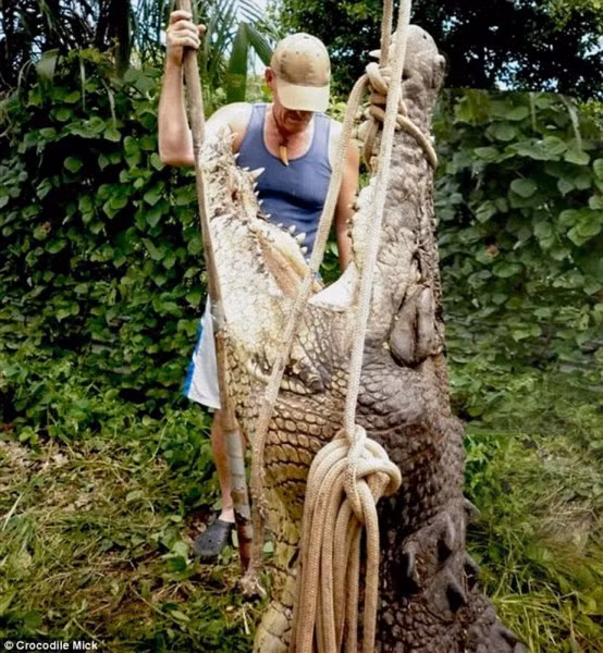 Crocodile Mick, một người đàn ông Úc 57 tuổi thừa nhận rằng dù ông có kinh nghiệm săn bắt cá sấu trong nhiều năm nhưng ông vẫn không tránh được sự sợ hãi khi đối mặt với những con vật khổng lồ. Ảnh: Mick vừa bắt được một chú cá sấu dài 4,9 mét.