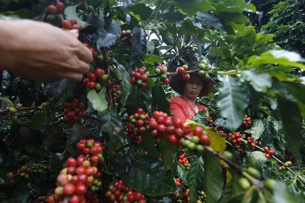 Nông dân thu thập hạt cà phê tại trang trại Saimaba ở tỉnh Vân Nam, Trung Quốc. Trên địa bàn tỉnh, mùa thu hoạch cà phê thường bắt đầu vào khoảng tháng 10 và kéo dài cho đến cuối năm.