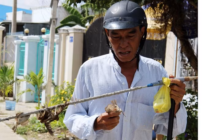 "Keo dính chặt hơn keo bẫy chuột, chim càng bay thì lông dính thêm vào cần bẫy càng nhiều", ông Châu nói.