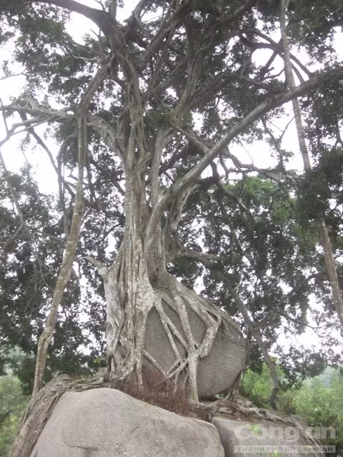 Người dân nơi đây cho hay, từ những lời đồn về vẻ đẹp, thế long phượng của cây sanh ở xóm Kẻ Mui, nhiều đại gia, chuyên gia cây cảnh tìm về tận nơi để được nhìn thấy và không ngại bày tỏ sẵn sàng bỏ triệu đô để được sở hữu cây sanh này. Có người còn đề nghị mua lại mảnh đất xung quanh đó để chiếm lấy cây sanh.