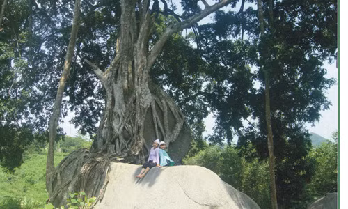 Theo các chuyên gia cây cảnh thì cây sanh cổ thụ hình "mâm xôi con gà", "phượng múa rồng bay" là một kiệt tác thiên nhiên tuyệt đẹp ở xóm Kẻ Mui, xã Giai Xuân, Tân Kỳ, Nghệ An; Nếu tính ra tiền thì nó có giá hàng trăm tỷ đồng.
