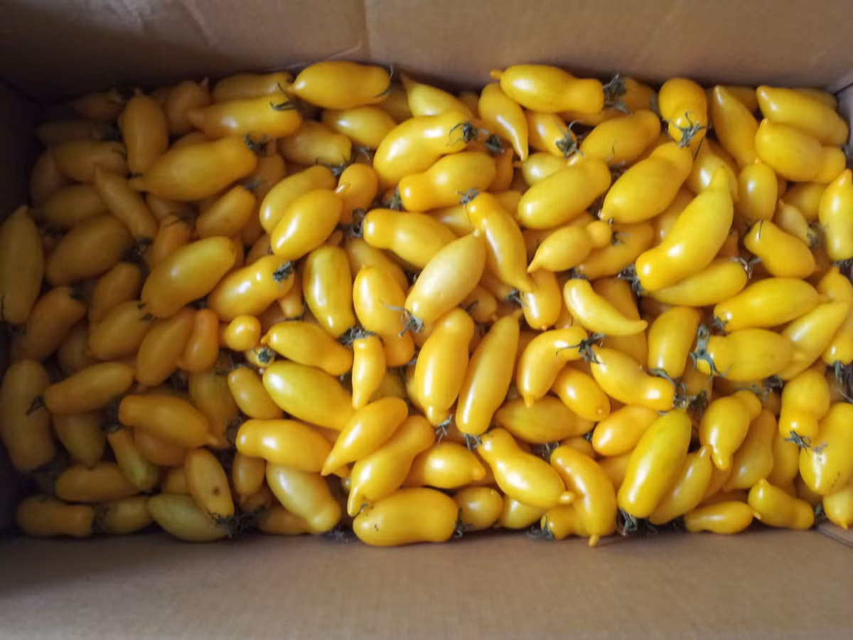 Cà chua Banana Legs cũng được rất nhiều người tiêu dùng ưa chuộng bởi có vị ngọt tự nhiên và ít hạt.