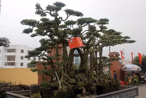 Cây đại thụ vân tùng của nghệ nhân Lê Xuân Kỳ (Ninh Bình) được định giá lên tới 10 tỷ đồng.