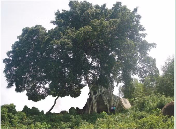Người dân nơi đây cho hay, từ những lời đồn về vẻ đẹp, thế long phượng của cây sanh ở xóm Kẻ Mui, nhiều đại gia, chuyên gia cây cảnh tìm về tận nơi để được nhìn thấy và không ngại bày tỏ sẵn sàng bỏ triệu đô để được sở hữu cây sanh này. Có người còn đề nghị mua lại mảnh đất xung quanh đó để chiếm lấy cây sanh.