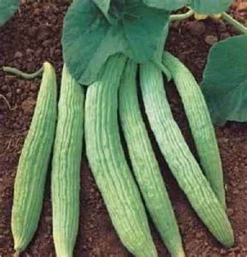 Dưa chuột Armenia đầu tiên được trồng ở vùng Lưỡng Hà cổ đại, sau đó, giống này được bán cho người Ai Cập và tiếp đó là người Thổ Nhĩ Kỳ.
