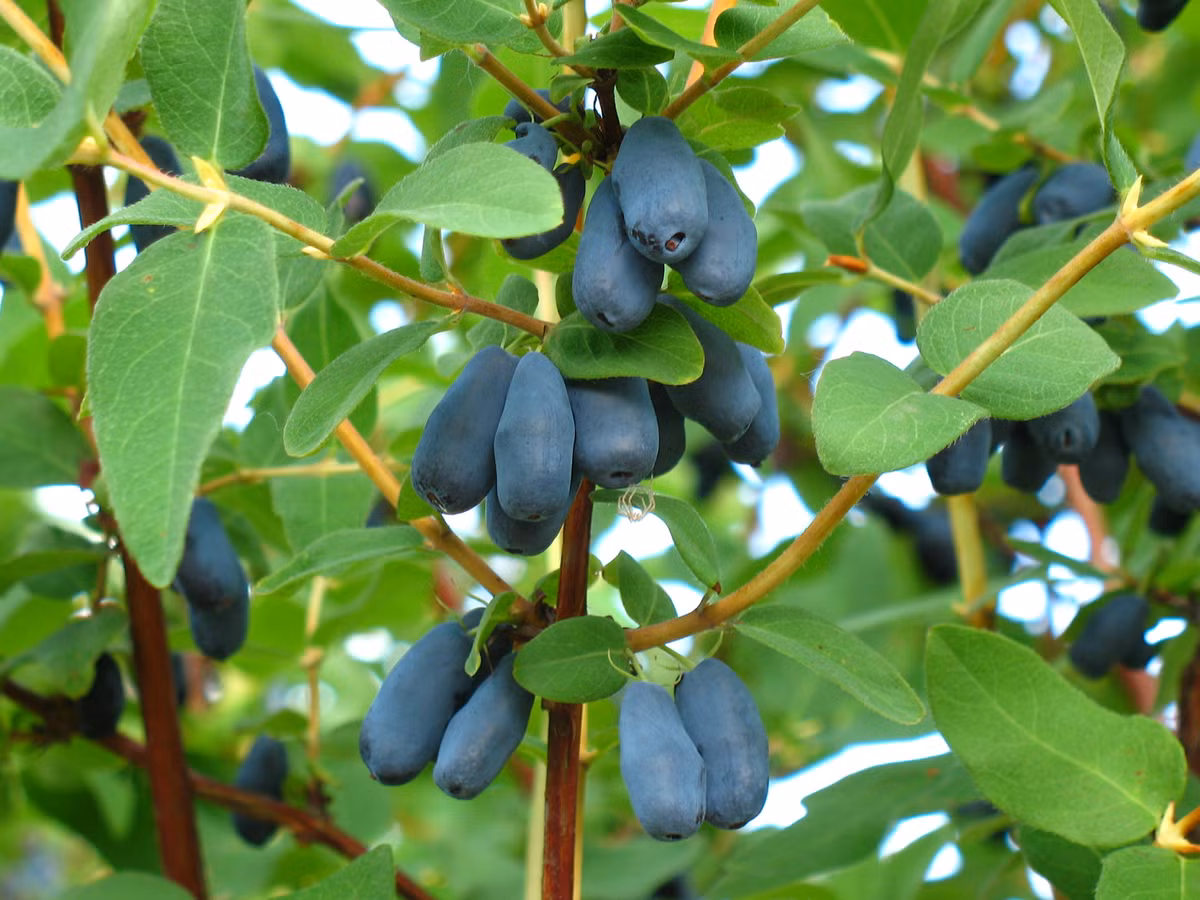Giống việt quất Honeyberry có giá trị kinh tế cao nhờ quả cho thu hoạch sớm và khá năng suất.