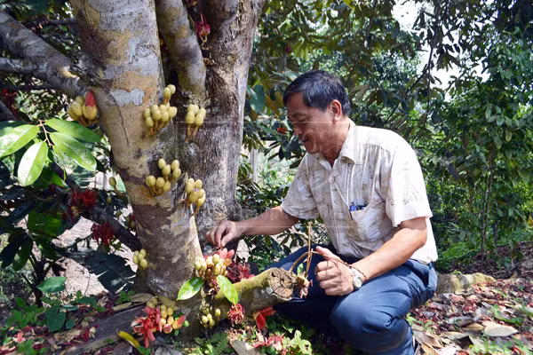 Cây sầu riêng đỏ đang đơm hoa kết trái.