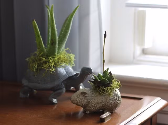 Cặp rùa và chuột trông giống như một đôi bạn.