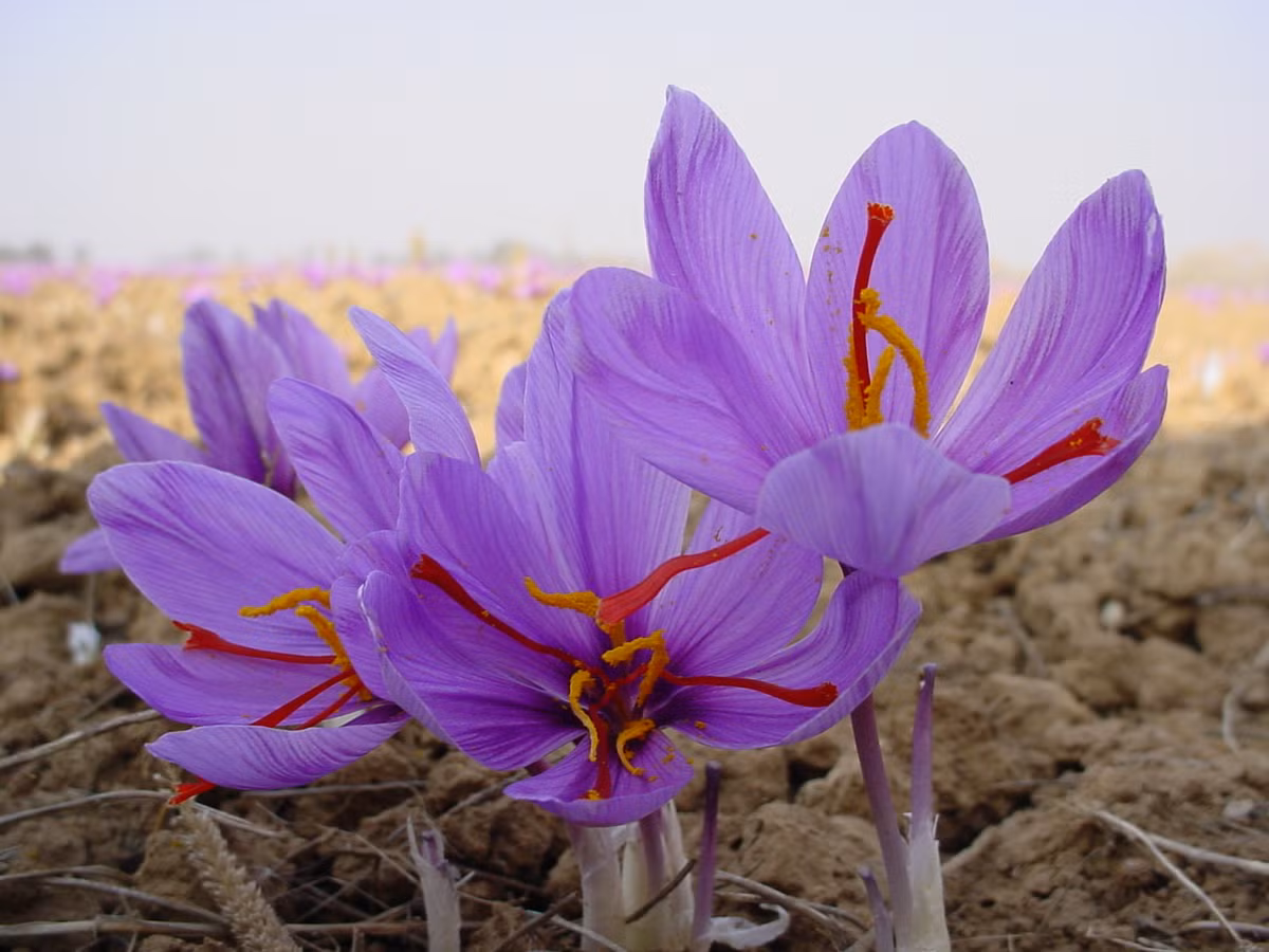Đến thế kỷ thứ 7, Saffron có mặt ở Trung Quốc rồi sau đó lan sang các nước Châu Âu giai đoạn Trung Đại.