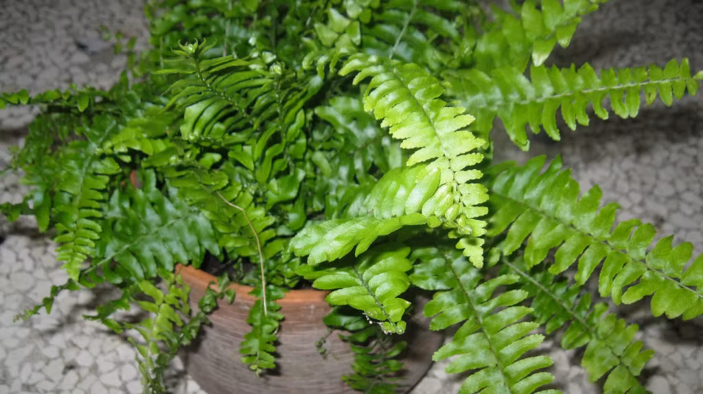 2. Cây dương xỉ Mỹ, còn có tên khoa học là Nephrolepis exaltata: Loài dương xỉ Mỹ rất phổ biến và là một trong những nhóm thực vật cổ xưa nhất. Nó đẹp và tươi tốt, dễ thích nghi với mọi môi trường trong nhà nhưng cần được chăm sóc thường xuyên.