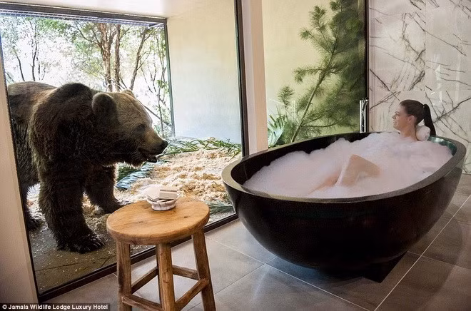 Tại khách sạn Jamala Wildlife Lodge nằm giữa vườn thú Australia, các du khách sẽ được sống trong những ngôi nhà gần gũi với thiên nhiên, tận mắt nhìn thấy những loài động vật hoang dã. Vật cản duy nhất giữa các du khách và những loài động vật hoang dã chỉ là một tấm kính.
