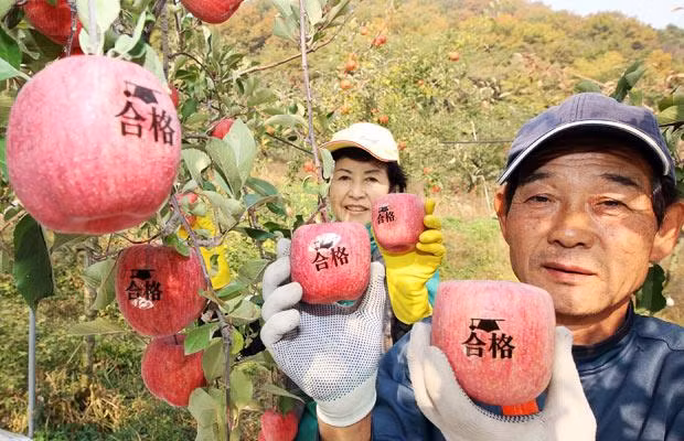 Ban đầu, Hàn Quốc phát triển quả táo hình vuông với các dòng chữ khắc "thi đậu" hoặc "may mắn" và coi đó như những lời chúc cho các em học sinh tham dự kỳ thi đại học ở xứ sở này.