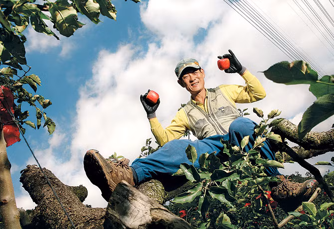 Người phát triển ra giống táo vuông đặc biệt chính là ông Lee Chong Boun (ảnh). Với sự hỗ trợ của trung tâm nông nghiệp của địa phương, ông Lee đã mất 5 năm để trồng và uốn nắn được những quả táo vuông đầu tiên.