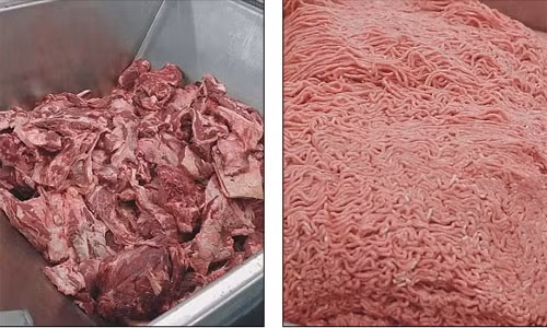 Để cung cấp hàng chục triệu bánh burger mỗi ngày, McDonald’s đã tổ chức hàng loạt nhà máy sản xuất thịt bò khổng lồ được kiểm soát và vận hành theo đúng tiêu chuẩn của hãng.