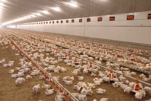Các ông chủ trang trại khẳng định những chú gà ở đây được chăm sóc một cách cẩn trọng đúng theo quy chuẩn an toàn vệ sinh thực phẩm.
