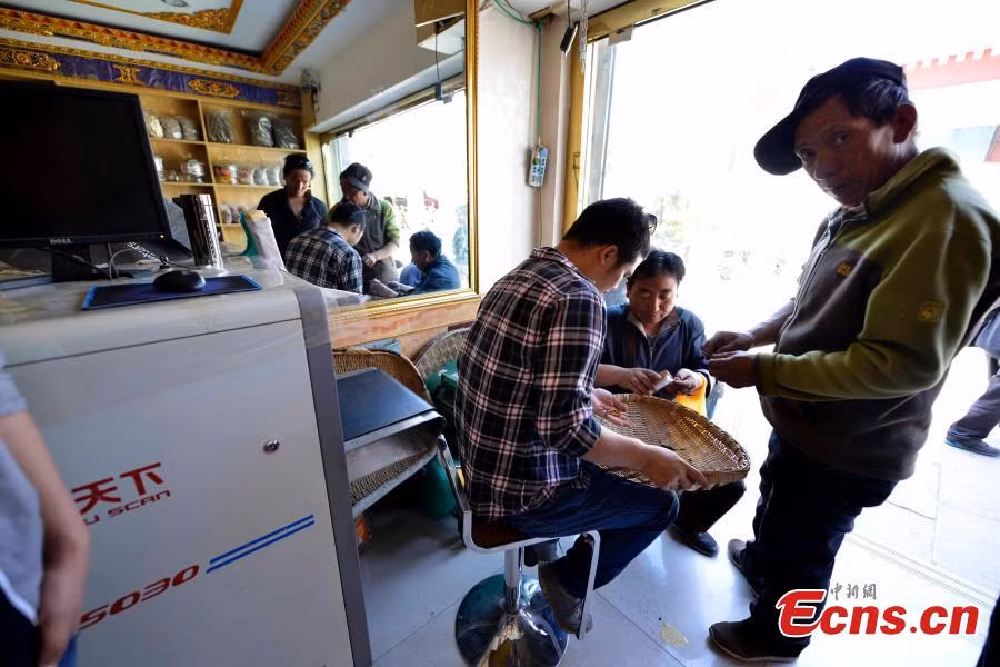 Thời điểm này, người dân Trung Quốc đang đổ xô săn lùng chúng trên các vùng núi cao thuộc cao nguyên Tây Tạng và tỉnh Tứ Xuyên để đem về bán. Ảnh: Khách mua đông trùng hạ thảo trong cửa hàng.