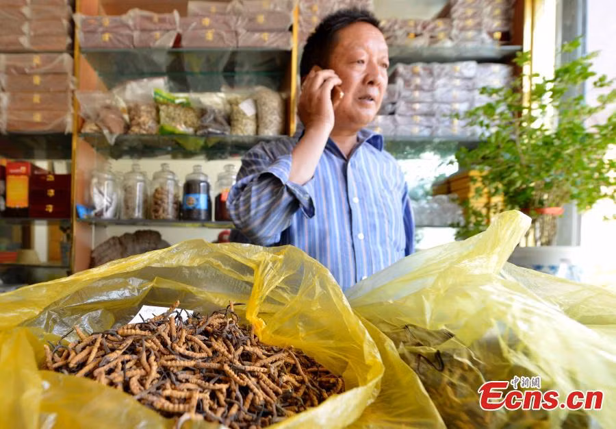 Thời điểm từ giữa tháng 5 tới cuối tháng 6 hàng năm là mùa cao điểm của lượng đông trùng hạ thảo ở Tây Tạng và các thương nhân bắt đầu mang chúng ra đường để bán. Ảnh: Một người đàn ông bán thảo dược trong cửa hàng tại thành phố Lhasa thuộc vùng Tây Tạng, Trung Quốc hôm 4/6.