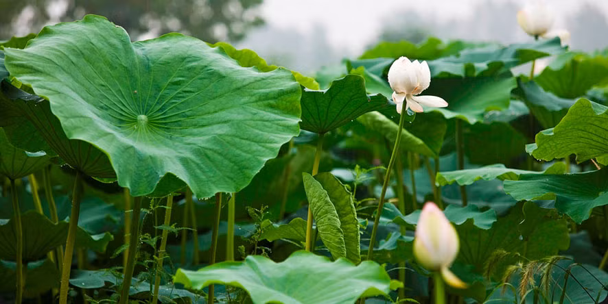 3. Trà lá sen. Từ xưa đến nay, người ta hay dùng lá sen để làm thuốc giảm mỡ máu hiệu quả. Trà lá sen có công dụng rất tốt trong việc thông kinh mạch, giải độc và giảm huyết áp. Ảnh: tralasen.net.