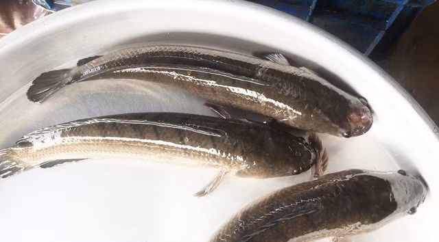 2. Cá lóc kho nghệ. Nguyên liệu: Cá lóc, tinh bột nghệ, hành lá, ớt, nước mắm, đường, hạt nêm, dầu ăn, dừa tươi. Rửa sạch củ nghệ, giã nhuyễn.