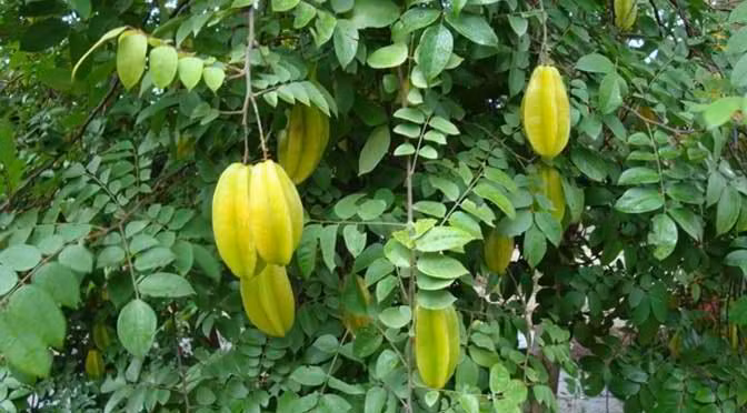 Bài thuốc từ lá khế: Lấy lá khế, rửa sạch rồi đun nước tắm cho bé. Bé sẽ hết mụn kê sau vài lần tắm. Ảnh: chuatrimedaymanngua.com.