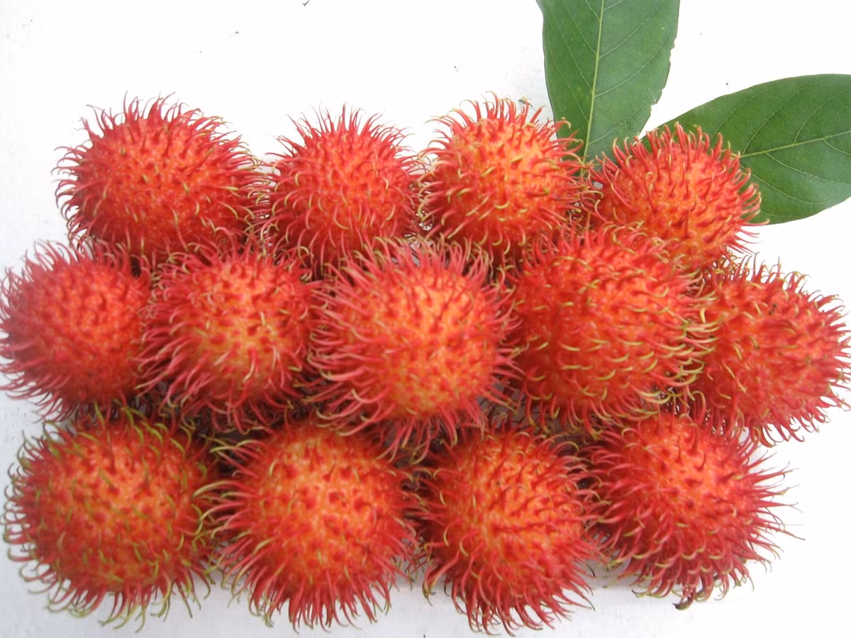 2. Canh chôm chôm nhồi thịt. Nguyên liệu: Chôm chôm, nấm kim châm, khoai tây, cà rốt, sườn heo, thịt xay, giò sống, hành lá, ngò rí. Bỏ sườn heo vào hầm lấy 700ml nước dùng trong 30 phút. Ảnh: nghenong.vn.