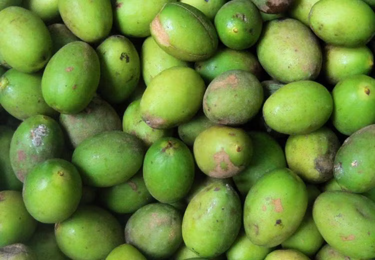 1. Canh trám nấu gà. Nguyên liệu: Quả trám, thịt gà, hành lá, củ kiệu, gừng, mộc nhĩ. Quả trám được hái về rửa sạch, thịt gà thái thành từng miếng vừa ăn. Ảnh: Hatthocvang.com.