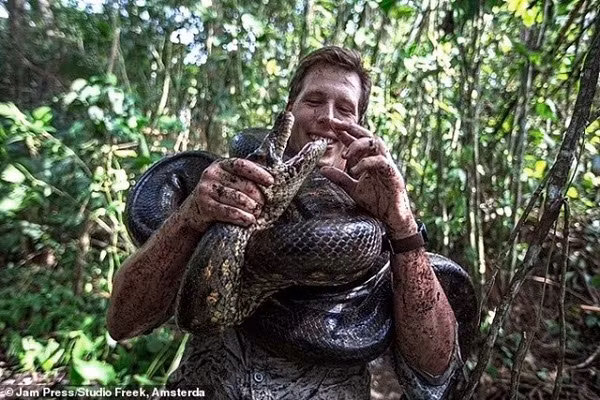Phát hiện loài trăn Anaconda lớn nhất thế giới - Hình 3 Phat hien loai tran Anaconda lon nhat the gioi-Hinh-3