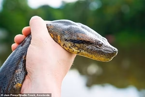 Phát hiện loài trăn Anaconda lớn nhất thế giới - Hình 4 Phat hien loai tran Anaconda lon nhat the gioi-Hinh-4