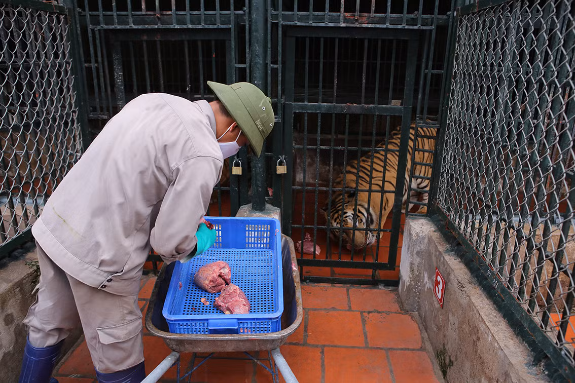 Là thú ăn thịt cỡ lớn, tiêu chuẩn thực phẩm của hổ tại Trung tâm Cứu hộ động vật hoang dã Hà Nội lên đến 5 kg/ngày.