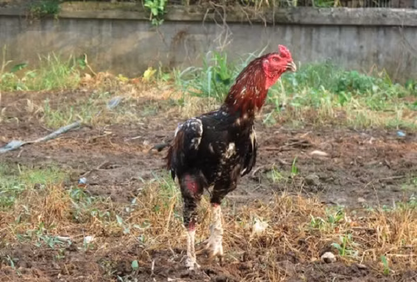 Cặp thần kê khiến đại gia Hưng Yên đổi ô tô mua về - Hình 4 Cap than ke khien dai gia Hung Yen doi o to mua ve-Hinh-4