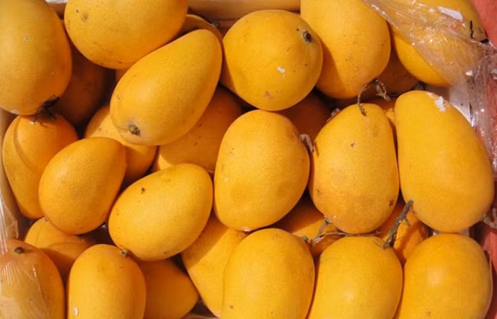 Với xoài chín tự nhiên, khi bạn ấn tay vào sẽ không có cảm giác quá nhũn, thịt xoài không bị nát mà dẻo. Ảnh: phuyen78.