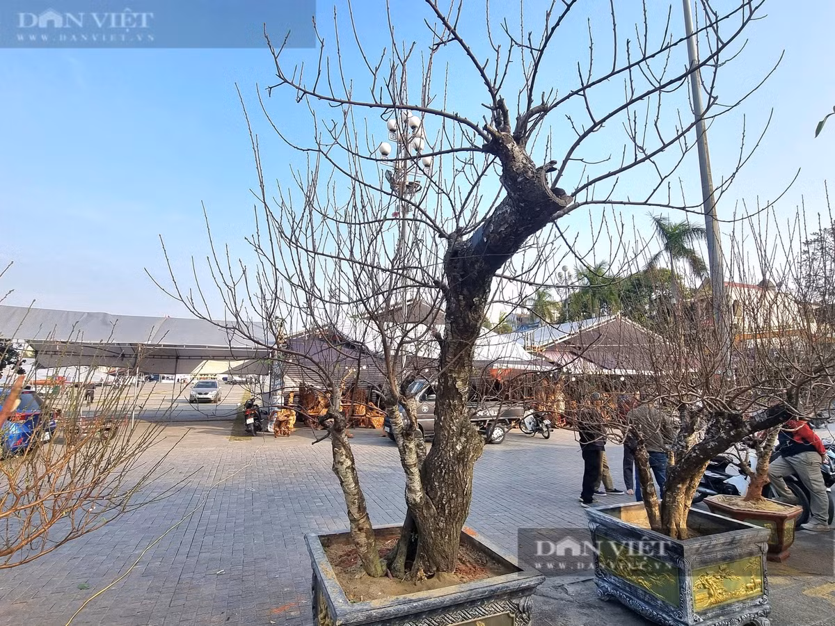 Cây cổ thụ vỏ sần sùi như da voi, giá hơn 2 tỷ đồng - Hình 9 Cay co thu vo san sui nhu da voi, gia hon 2 ty dong-Hinh-9