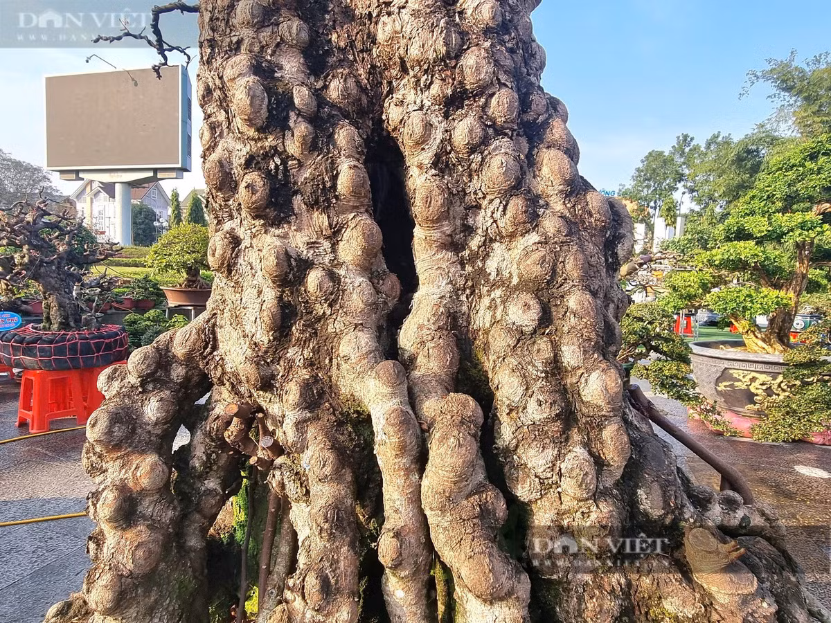 Cây cổ thụ vỏ sần sùi như da voi, giá hơn 2 tỷ đồng - Hình 5 Cay co thu vo san sui nhu da voi, gia hon 2 ty dong-Hinh-5