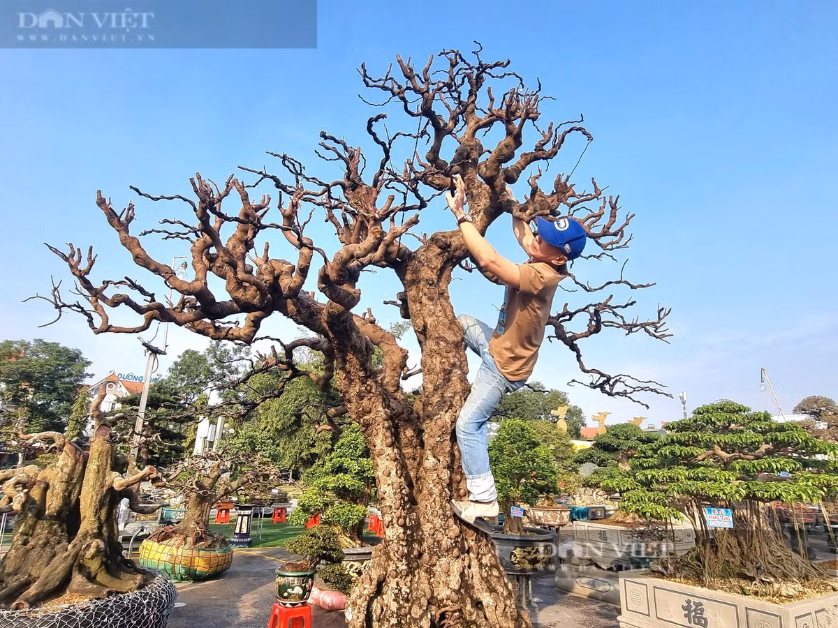 Cây cổ thụ vỏ sần sùi như da voi, giá hơn 2 tỷ đồng - Hình 7 Cay co thu vo san sui nhu da voi, gia hon 2 ty dong-Hinh-7