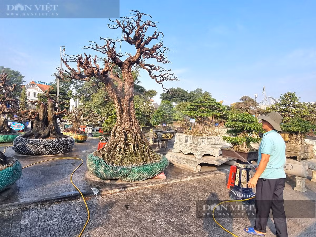 Cây cổ thụ vỏ sần sùi như da voi, giá hơn 2 tỷ đồng - Hình 6 Cay co thu vo san sui nhu da voi, gia hon 2 ty dong-Hinh-6