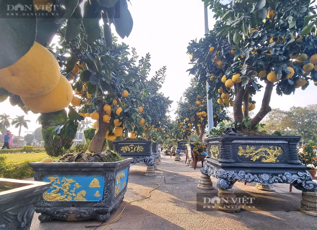 Cây cổ thụ vỏ sần sùi như da voi, giá hơn 2 tỷ đồng - Hình 8 Cay co thu vo san sui nhu da voi, gia hon 2 ty dong-Hinh-8